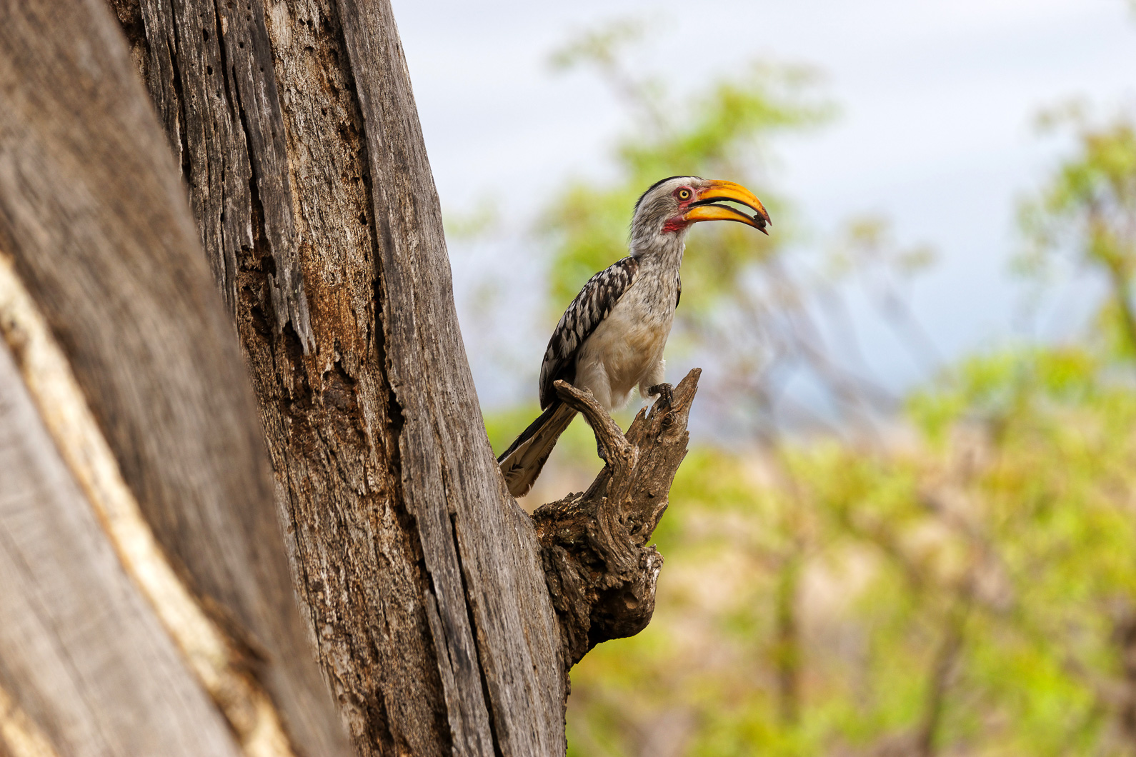 20161113 082619 Rotschnabeltoko